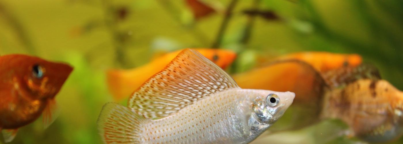 deleniti ut rem omnis ut deleniti ut rem omnis ut